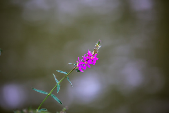 一枝独秀