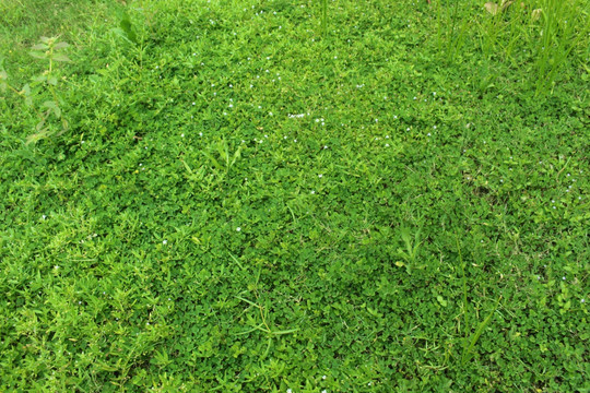 绿色草地