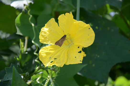 丝瓜花