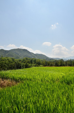 稻田