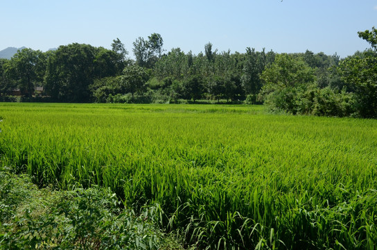 稻田