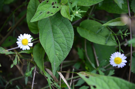 野花
