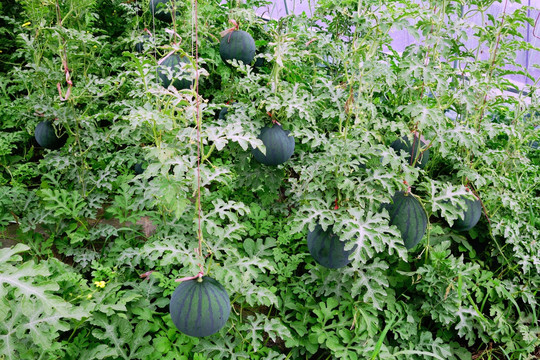 种植的西瓜