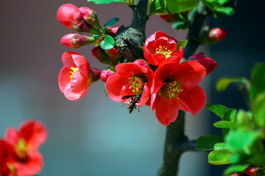 贴梗海棠花