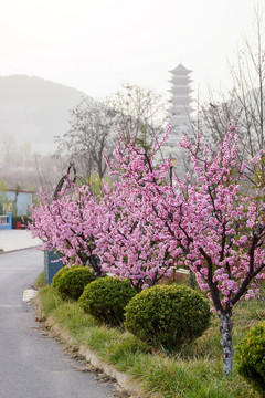 樱花