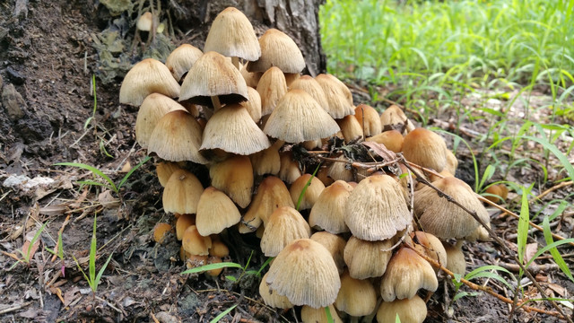 树下的蘑菇