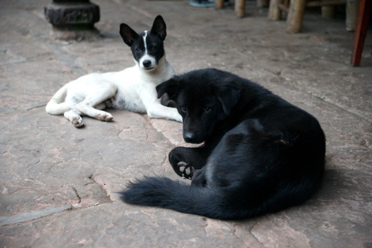 狗 犬 黑白小狗