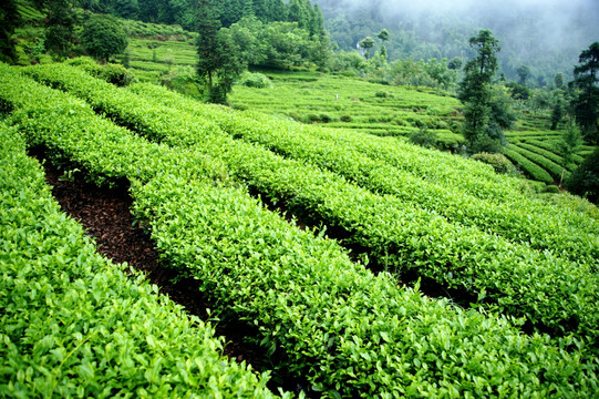 茶场 茶叶 种植 茶树 茶园