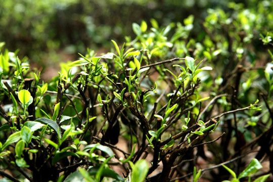 绿茶 茶园 茶山