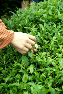 绿茶 茶园 茶山