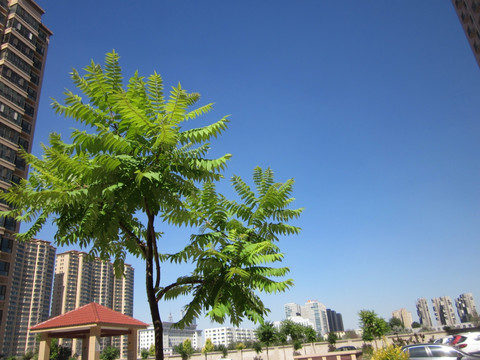 树的风景