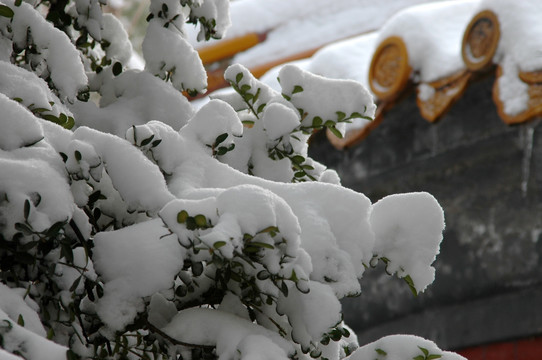 景山公园雪景