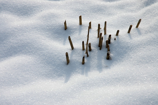 雪中枯枝