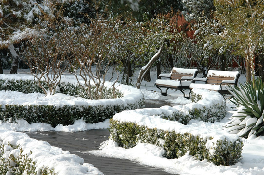 景山公园雪景