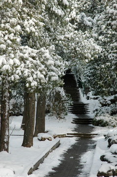 景山公园雪景