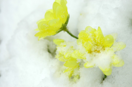 雪中花