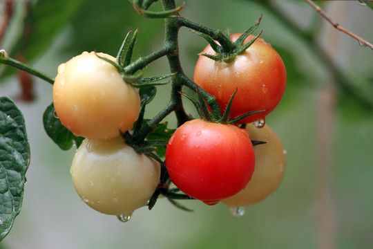 圣女果 西红柿 小番茄 成熟