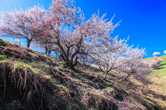 伊犁杏花沟