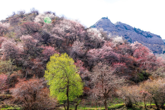 伊犁杏花沟