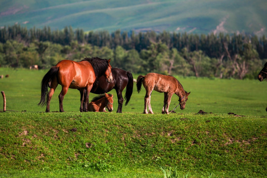天山山地草原放牧马匹