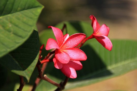 鸡蛋花