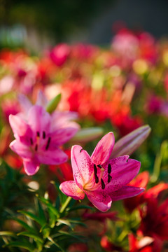 百合花 百合文化节