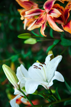 百合花 百合文化节