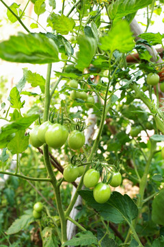 农家菜园番茄