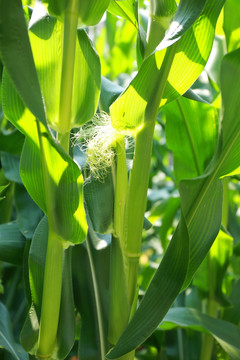 农家菜园玉米
