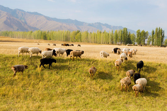 田边的羊群