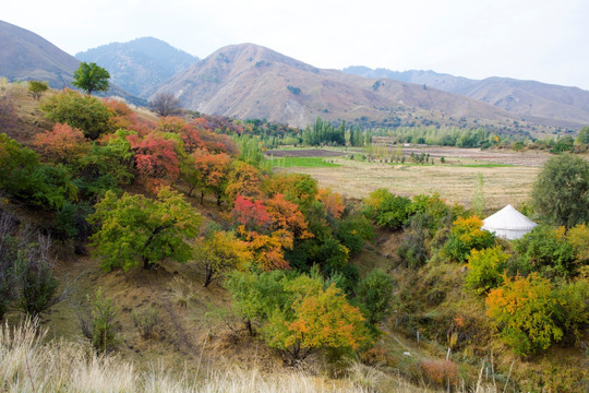小树林