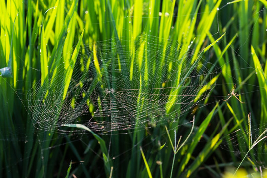 水稻 秧苗 蜘蛛网