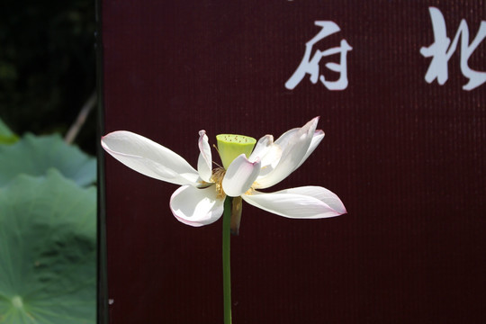荷花