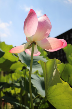 荷花