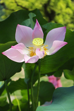 荷花