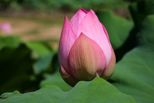 荷花