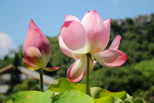 荷花