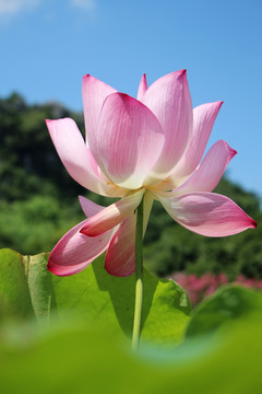 荷花