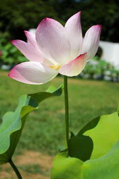 荷花