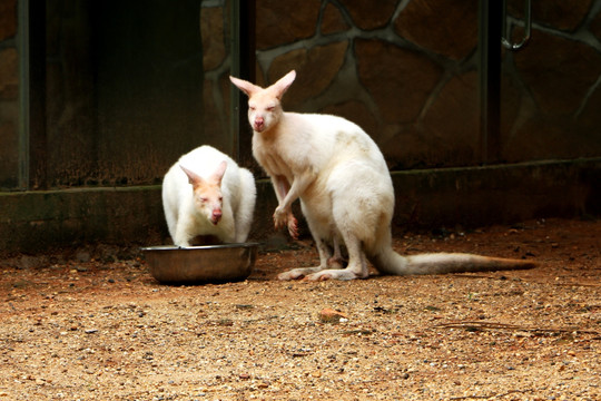 澳大利亚白袋鼠