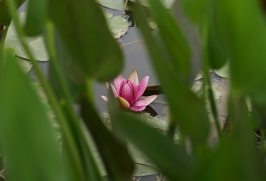 睡莲