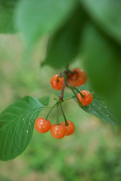 樱桃