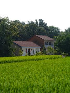 农村水稻田
