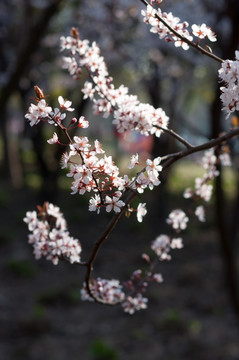 春天的桃花