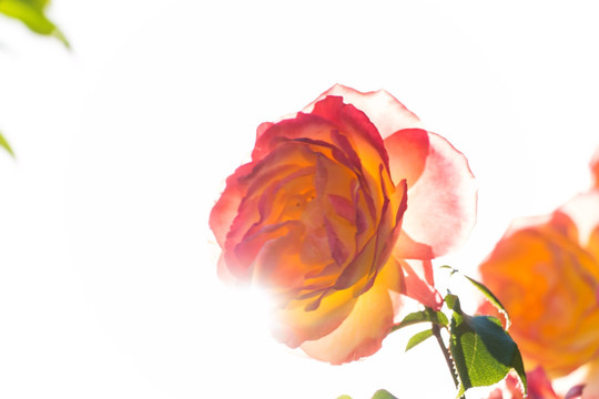 月季花