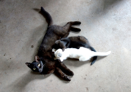 猫 黑猫 母猫和小猫