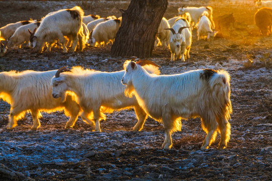 新疆胡杨林放牧羊群