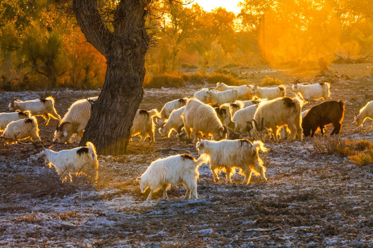 新疆胡杨林放牧羊群