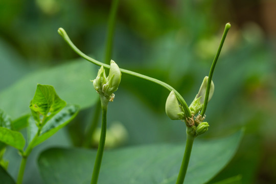 豆角 小豆角 菜地