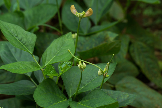 豆角 小豆角 菜地